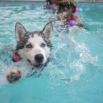 water-puppy-dog-animal-pool-swim-1021635-pxhere.com_