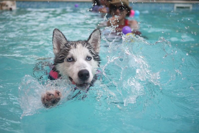 water-puppy-dog-animal-pool-swim-1021635-pxhere.com_